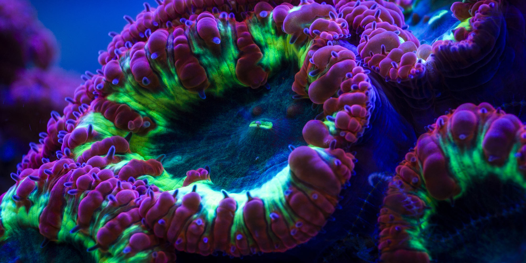 coral